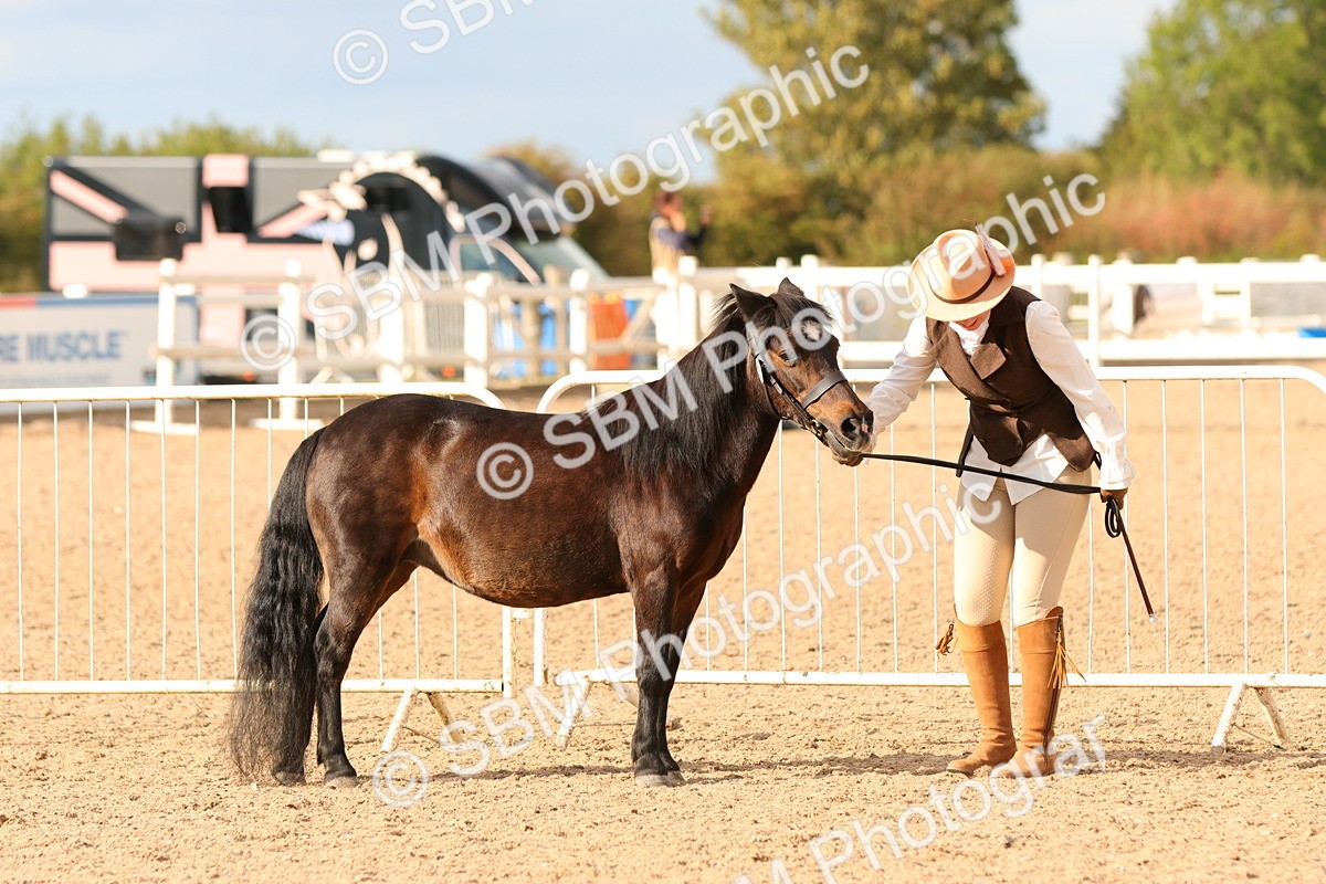 SBM_18364 - Class 318 - IH Part Bred Horse Pony