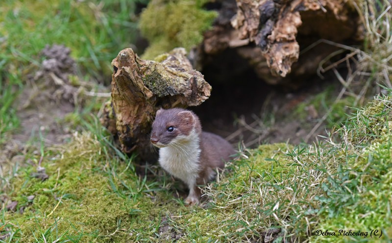 Stoat - Wildlife