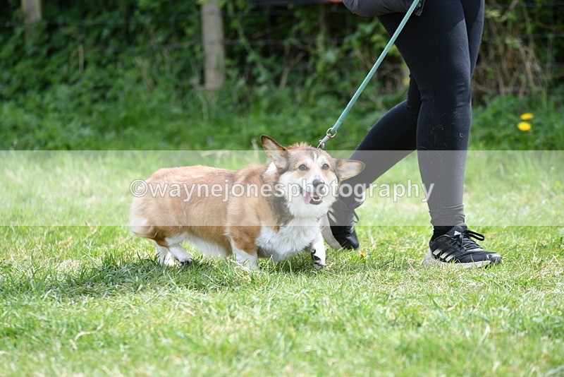 WJ5_9624 - Class 3 Most Handsome Dog