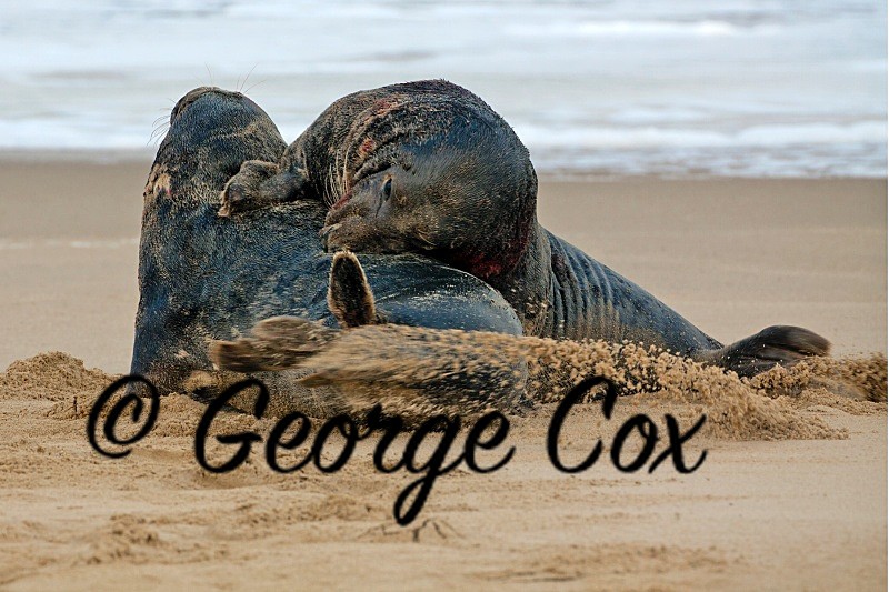 grey seal