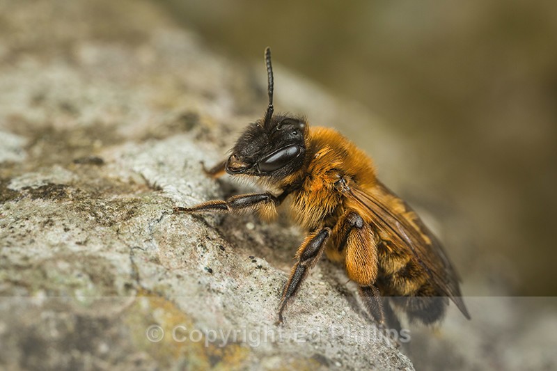 Andrena nigroaenea (f) - Andrena nigroaenea