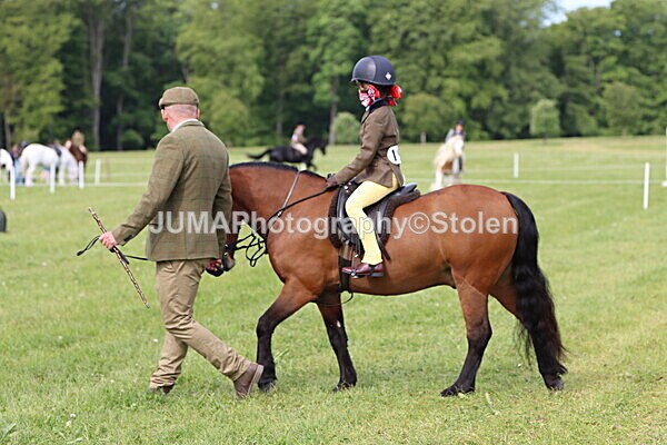 IMG_2305 - Working Hunter