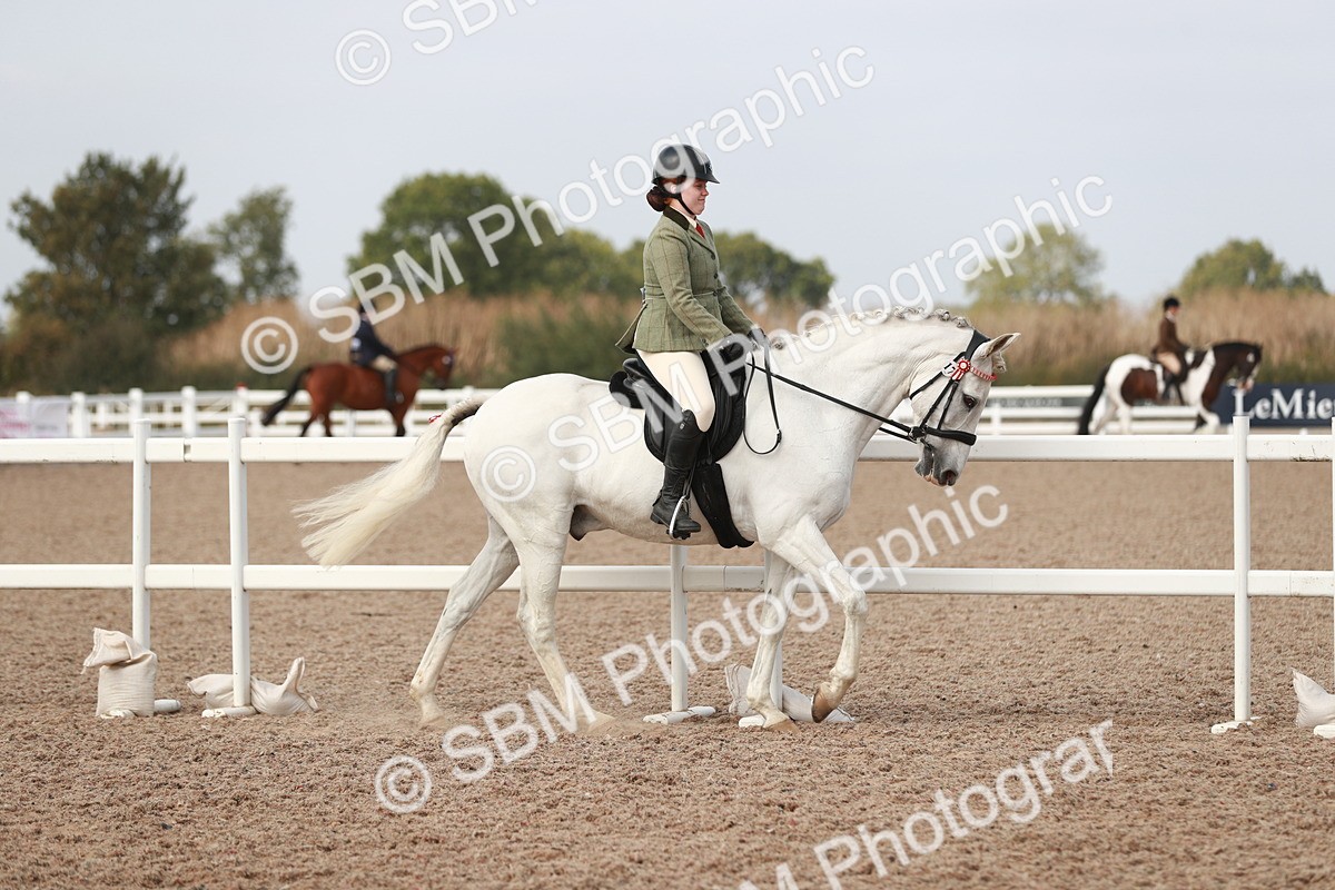 SBM_17433 - Class 215 Ridden Hack/ Riding Horse