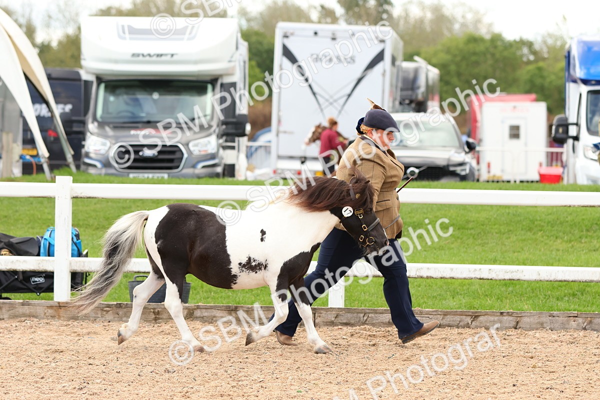 SBM_10283 - Class 206 - IH Non Show Type Pony