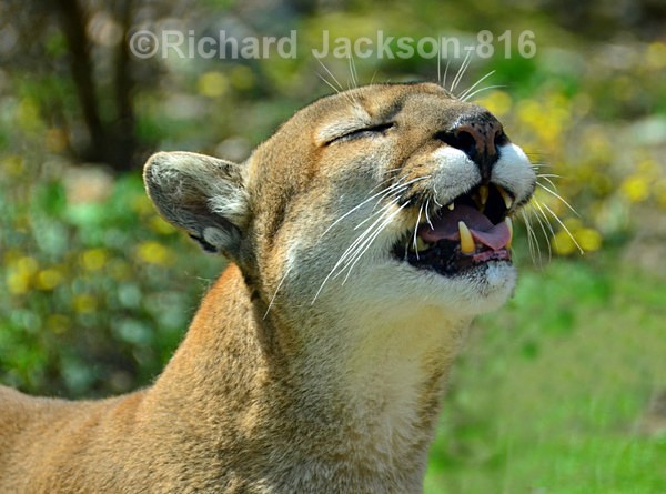 Laughing Cougar - Animals