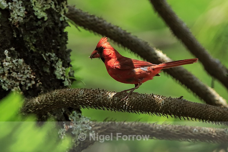 Northern Cardinal (male) collecting food for chicks, Hawaii - Northern Cardinal