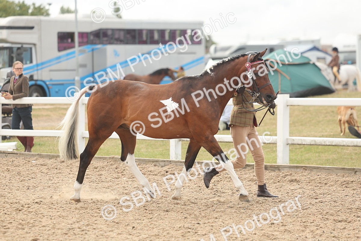 SBM_02069 - Class 15 - IH Coloured