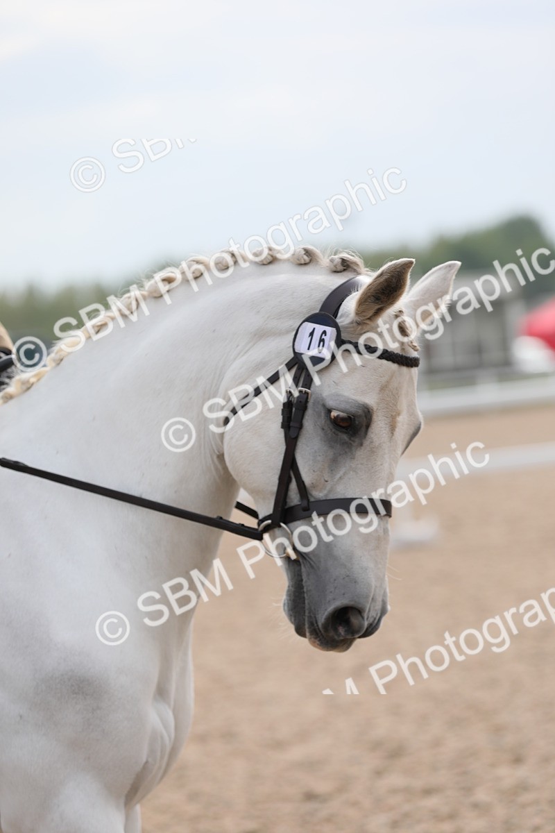 SBM_16995 - Class 314 Family Horse/Pony