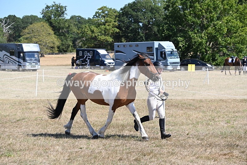 WJ6_8538 - Class 37b Best Loan Pony In-hand