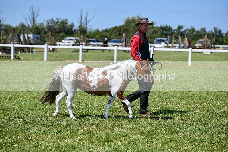 DSC_7099 - Class 61: Miniature Horse 4yrs & over