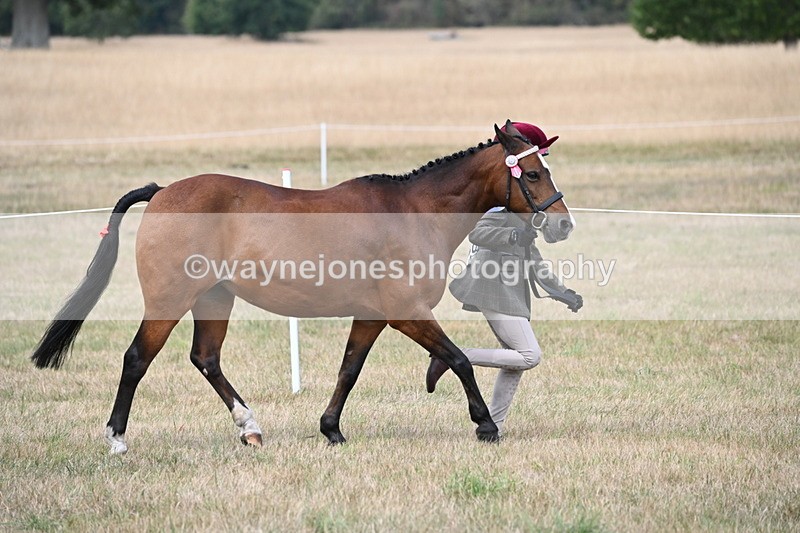 WJ6_6375 - Class 19 In-hand Veterans (Uploaded correct folder)