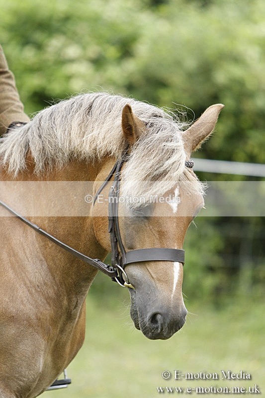 BVR160717-383 - Ring 3 BVRC Show 16/07/17