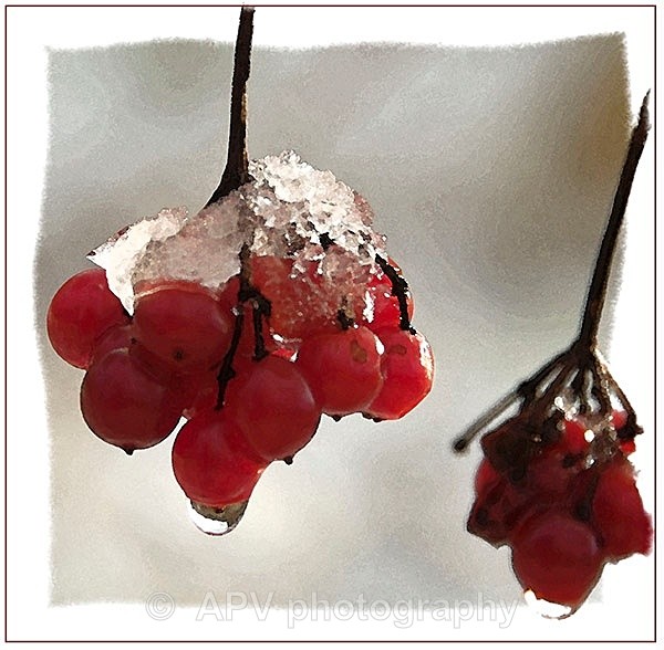  - Petals and Leaves