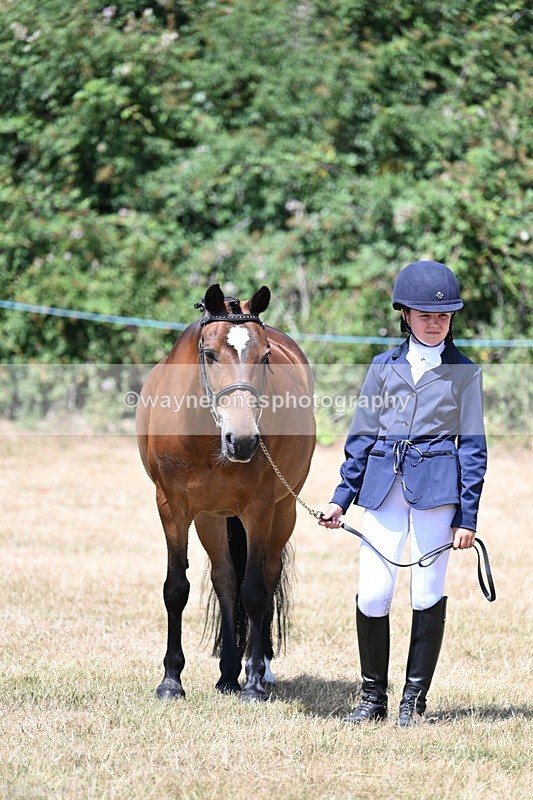 WJ7_2184 - Class 5 Most Handsome Gelding (up to 14.2hh) in hand
