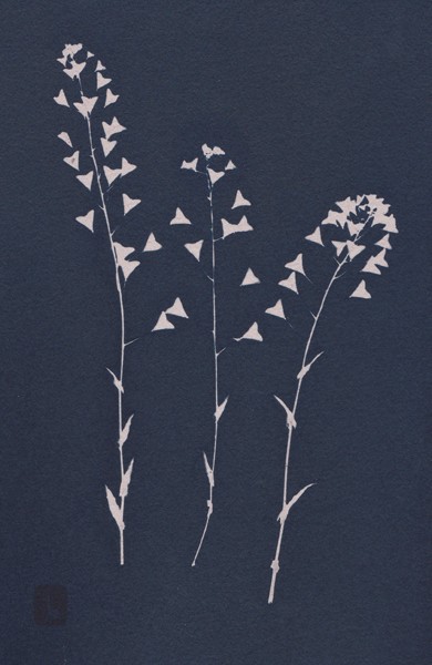 Alpine Penny Cress - Winter exhibition 2022