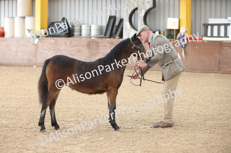 20251109-0478 - Class 17 - Foals