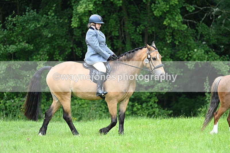 WJ7_3937 - Class 14A Handsome Gelding