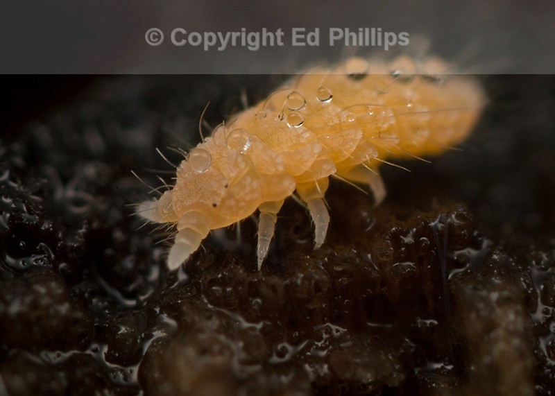 Monobella grassei