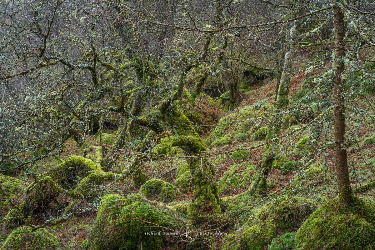 Velvet coat - Woodland