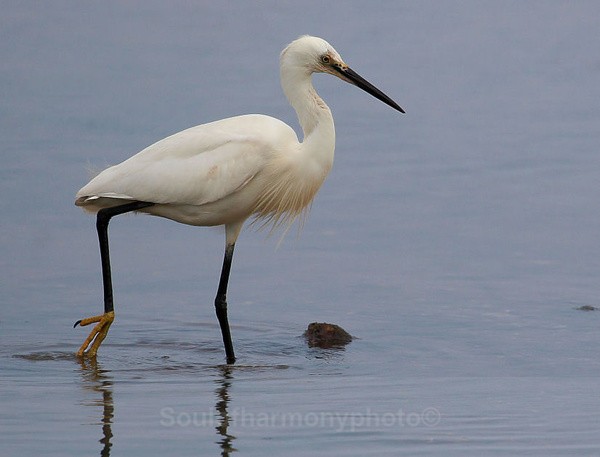 Egreta - Wildlife Wildlife