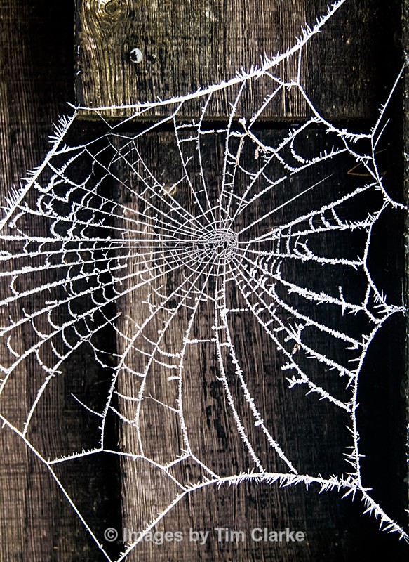Frozen Cobweb - Miscellaneous/Street