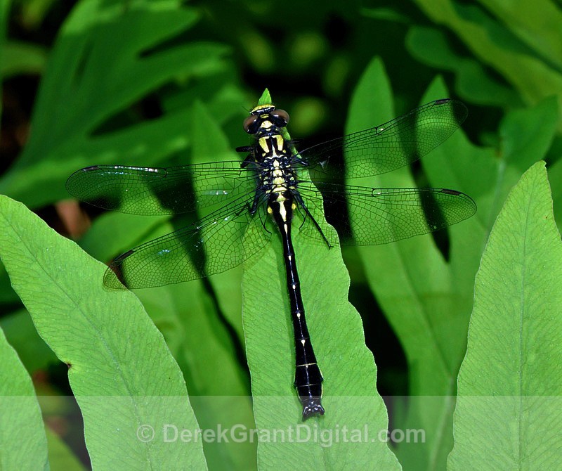 Mustached Clubtail Gomphus adelphus - Dragonflies of Atlantic Canada