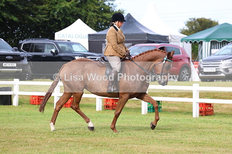 3E7A7986 - Class 2: Rising Star Large Hack/Riding Horse