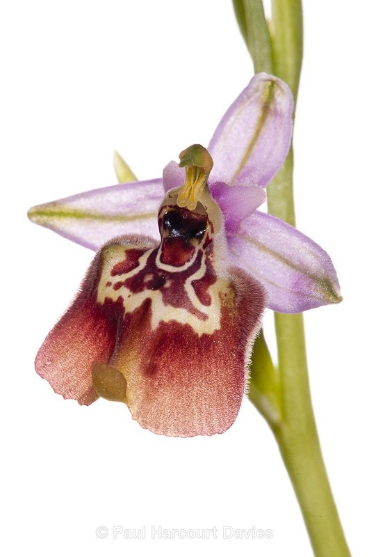  - WB: Orchids - Ophrys