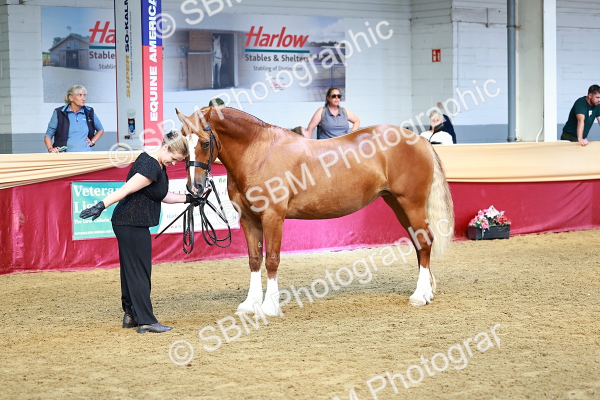 SBM_23139 - Class 903 - Supreme Final - IH Pre Vet