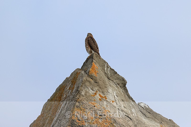 Sharp-shinned Hawk, Duck Island, Alaska - Sharp-shinned Hawk