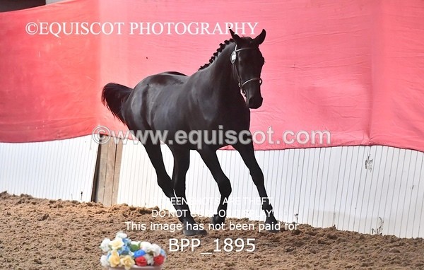 BPP_1895 - AFTERNOON 12.30 - 3.30PM