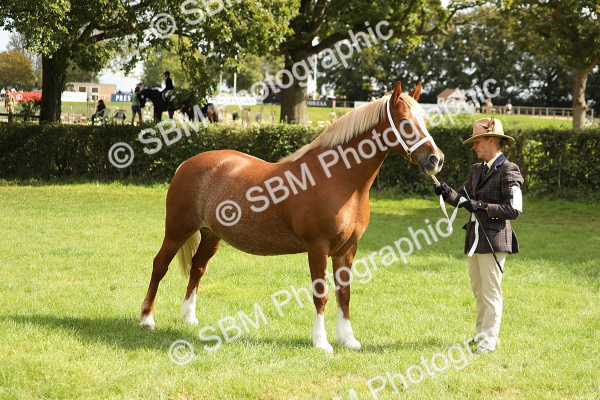 SBM_65436 - S47 - Mountain & Moorland In Hand Large Breeds