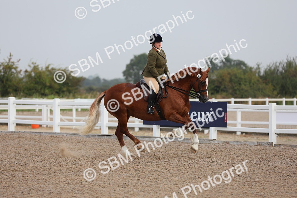 SBM_10022 - Class 302 Ridden M&M -Large Breeds