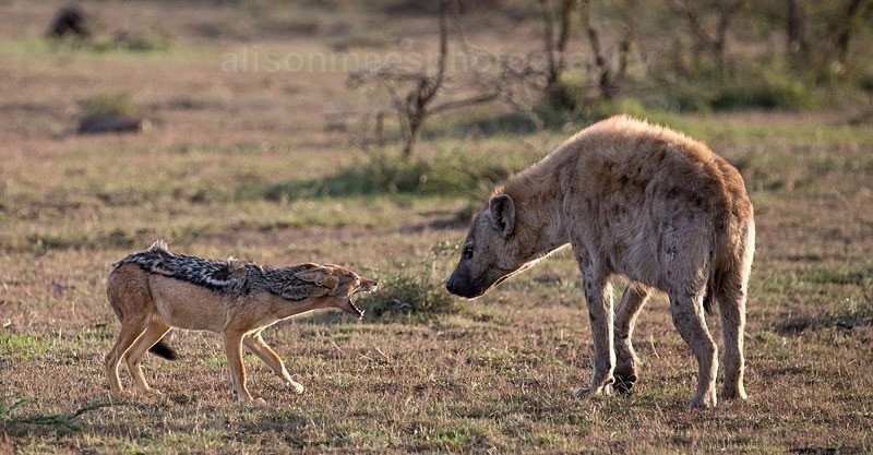 - African Safaris