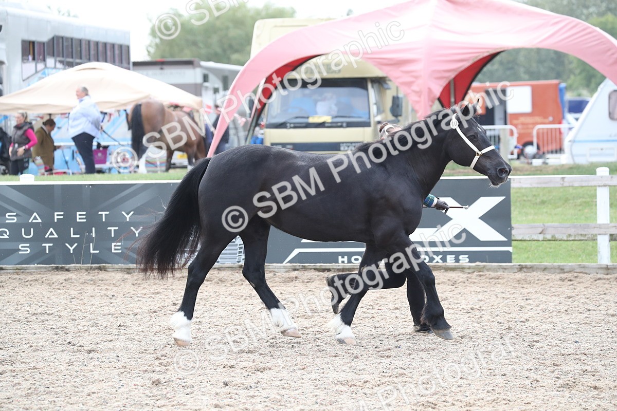 SBM_23300 - Class 606 - 2025 Area - IH Pre Vet