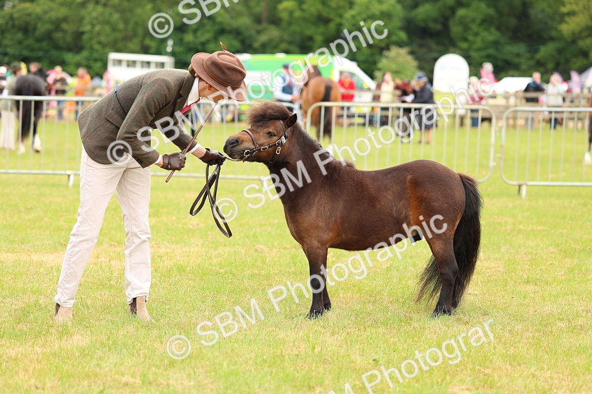 SBM_04464 - Class 64-67 - Shetland Pony In Hand