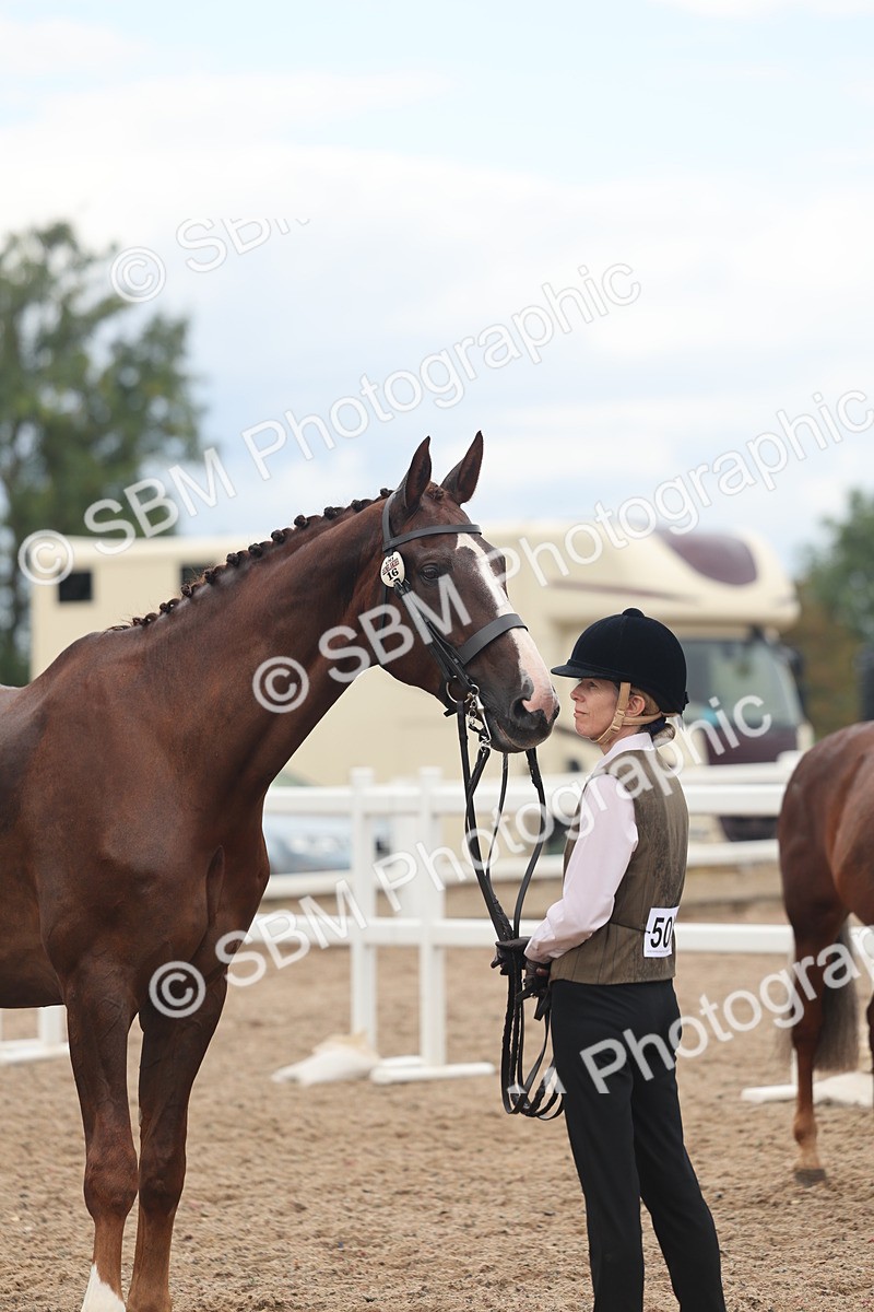 SBM_07781 - Class 27 - IH Competition Horse/Pony