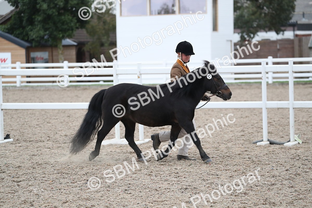 SBM_18308 - Class 318 IH Part bred Horse/Pony