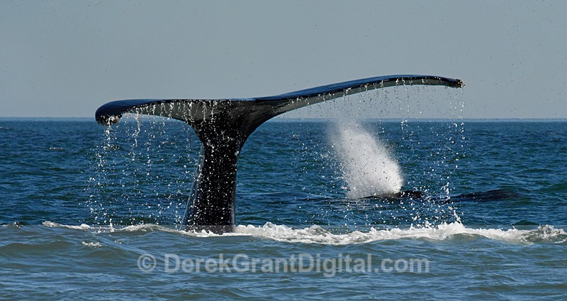 Humpback Whales Megaptera novaeangliae Blow & Dive - Whales / Sea Mammals