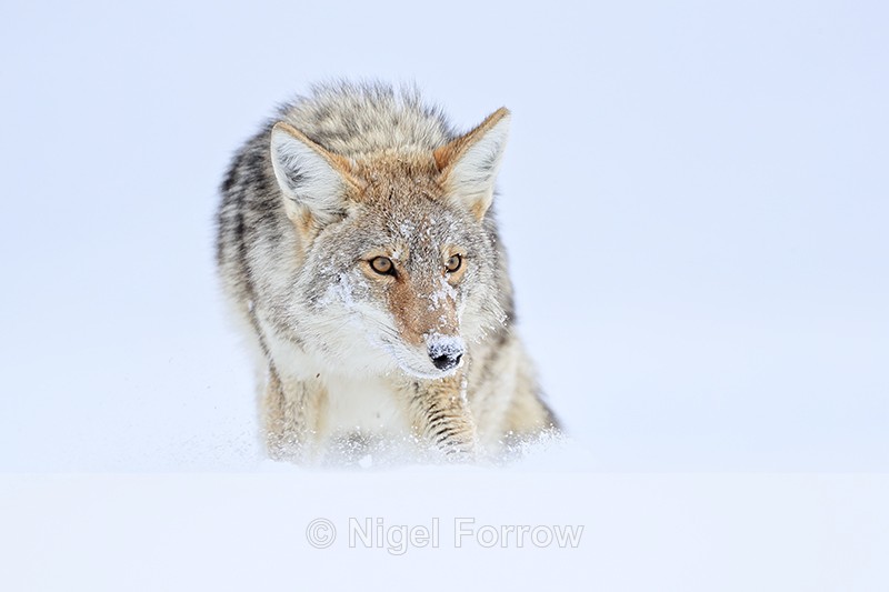 Coyote close, Yellowstone National Park, Wyoming, USA - Coyote