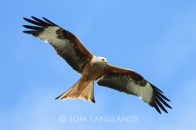 Red Kite - Birds of Prey