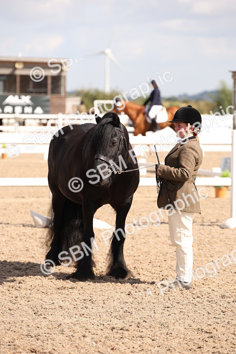 SBM_03399 - Class 18 Handsomest Gelding (IH or Ridden)