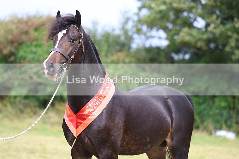 3E7A5769 - In Hand Championship