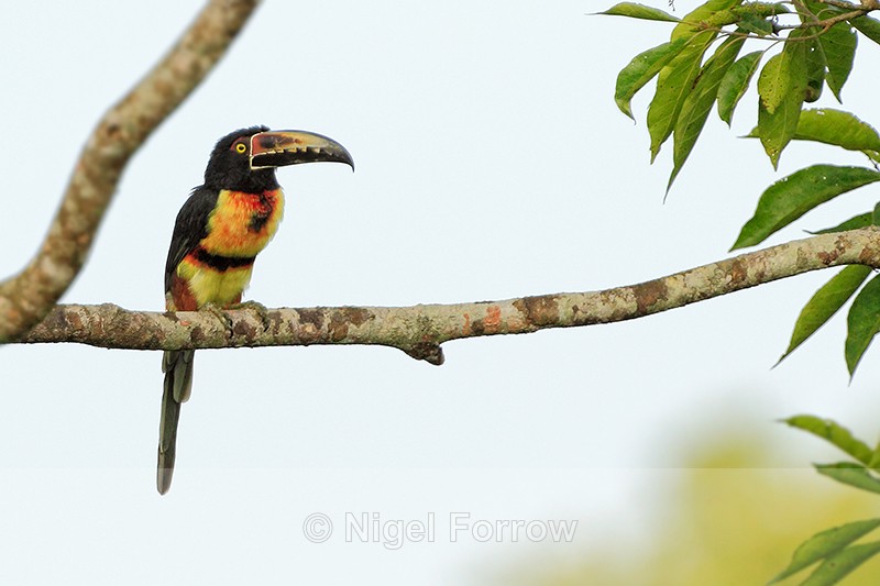 Collared Araçari, Costa Rica - Collared Araçari