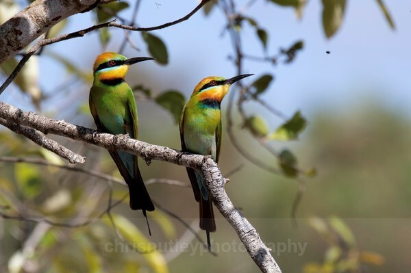  - Australian Birds