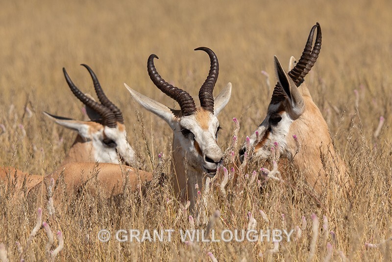  - Namibia