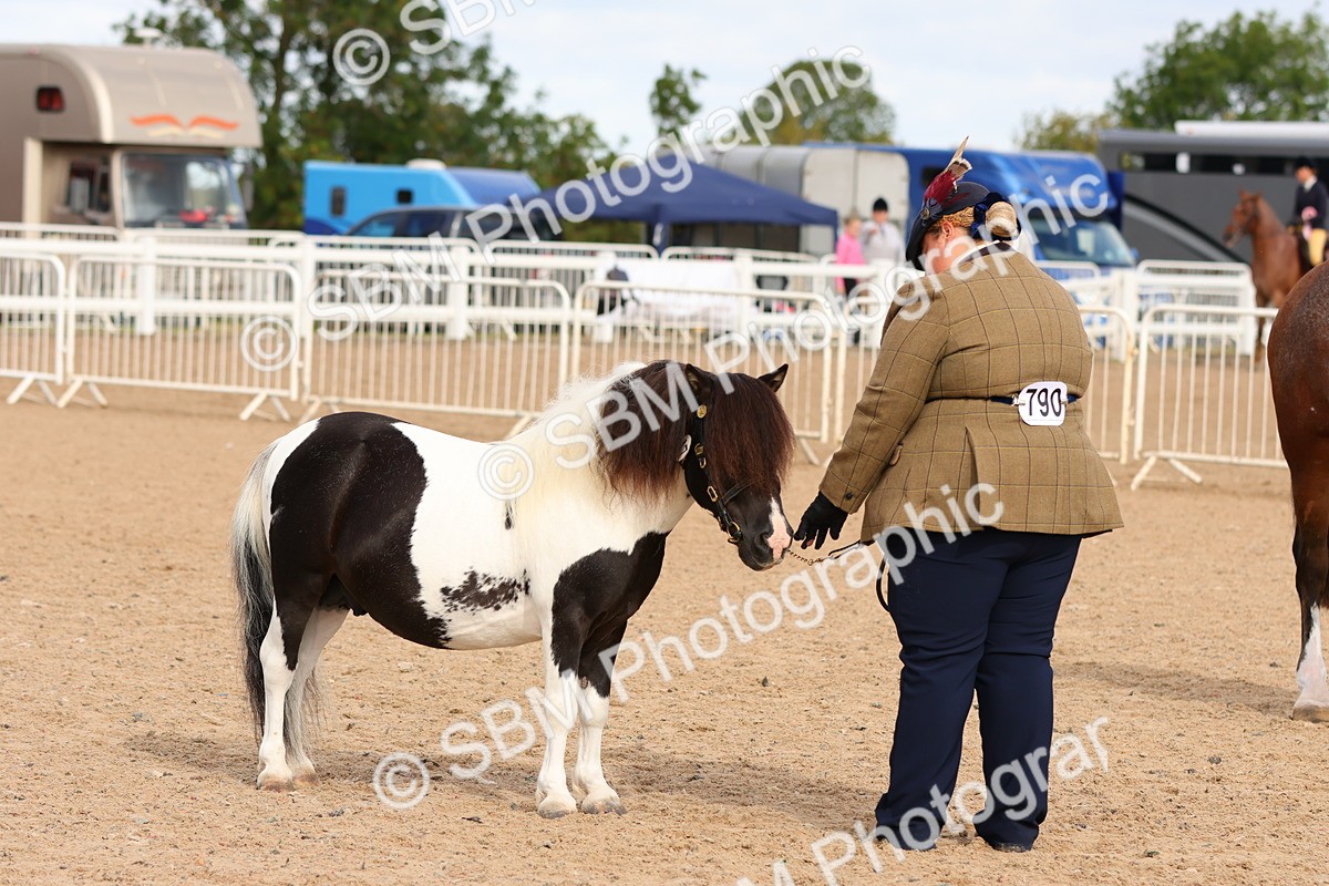 SBM_10337 - Class 206 - IH Non Show Type Pony