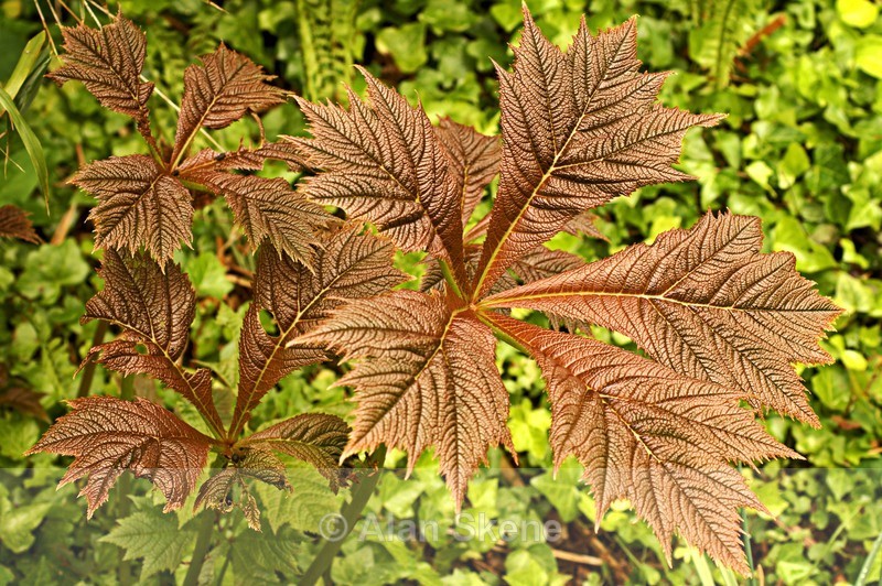 DSC03355 - Flora