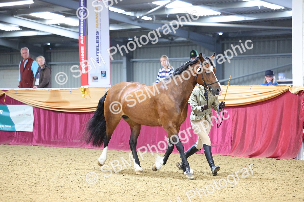 SBM_22795 - Class 903 - Supreme Final - IH Pre Vet