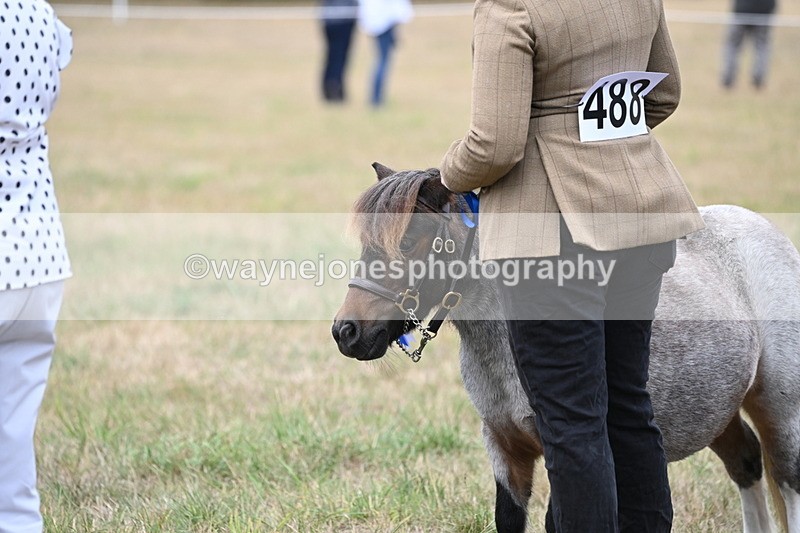 WJ6_5813 - Class 18 In-hand Coloured
